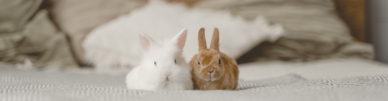 How to Spot a Cruelty-Free Skincare Brand. Look for the bunny!